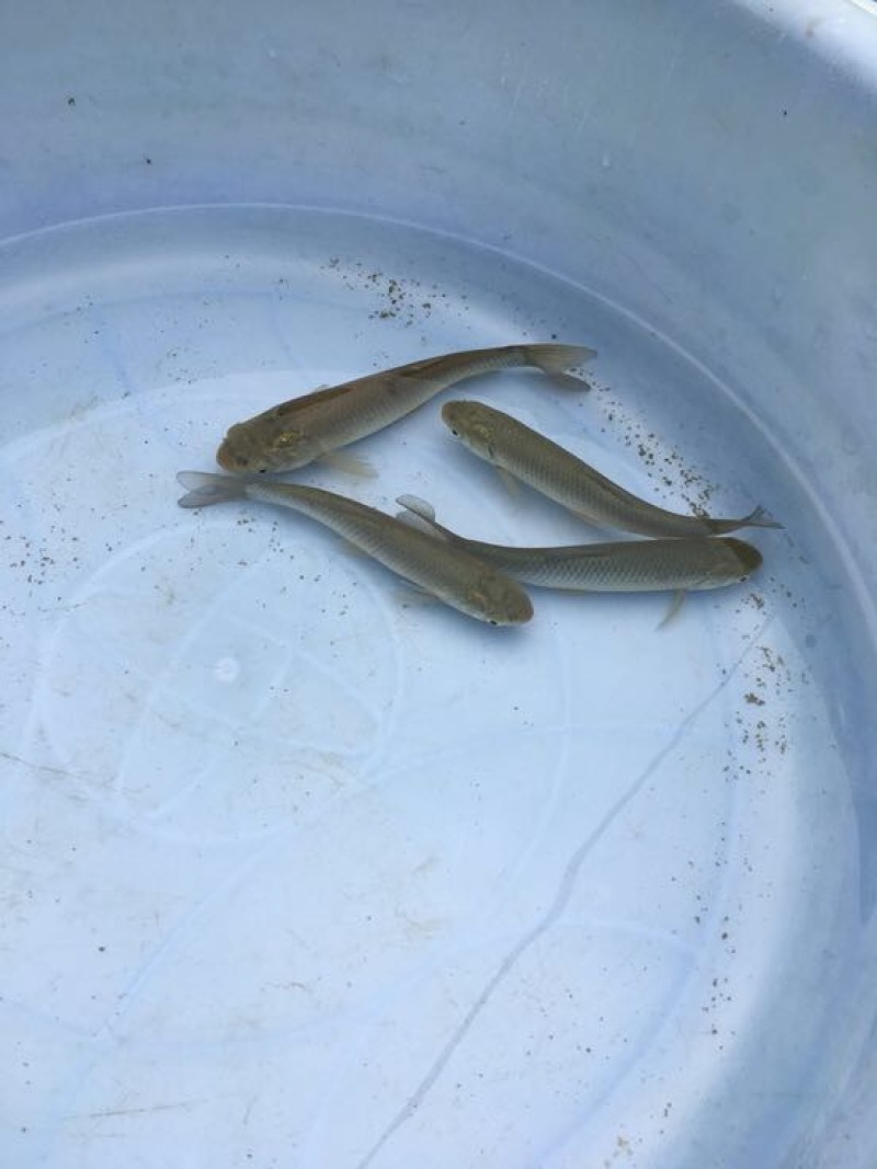 草鱼苗5cm以下人工养殖