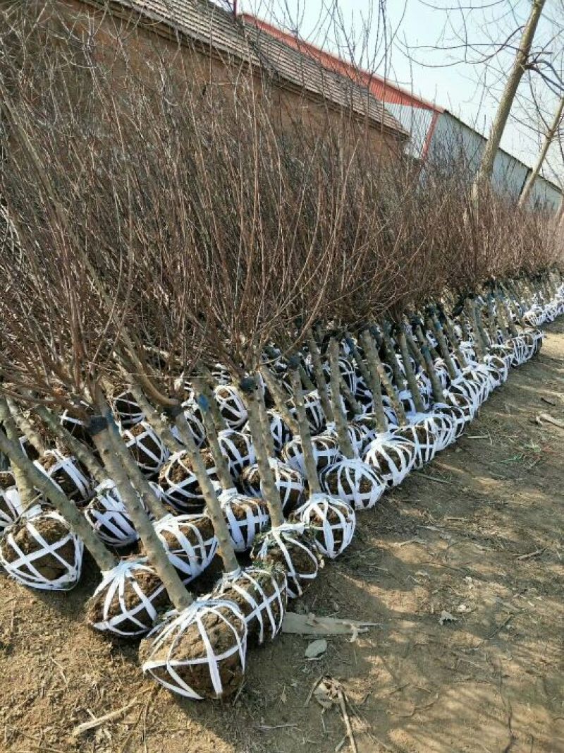 榆叶梅树苗80~100cm