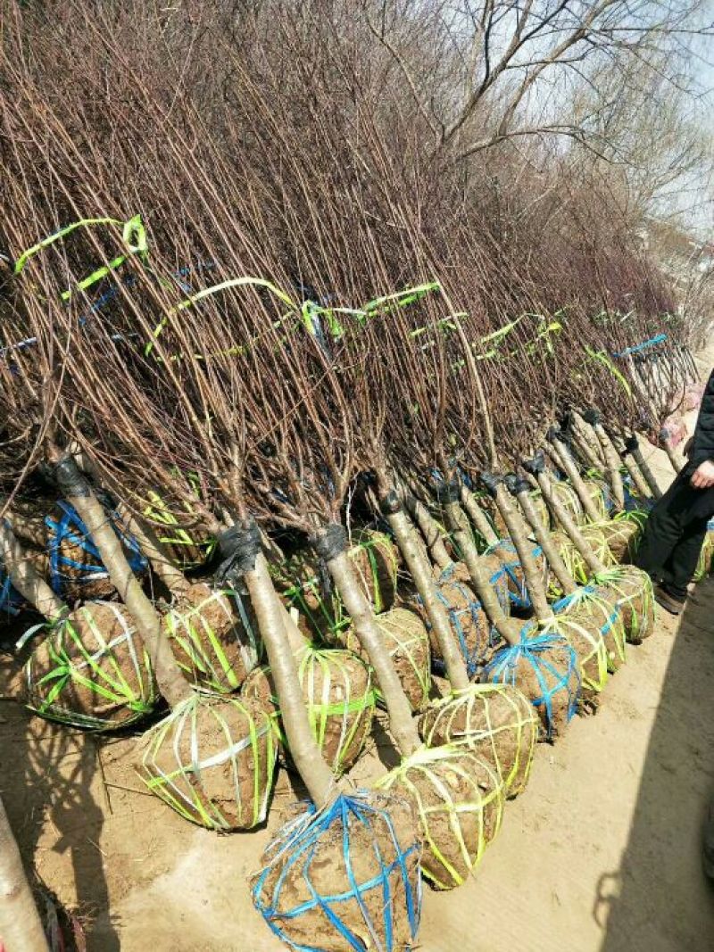 榆叶梅树苗80~100cm