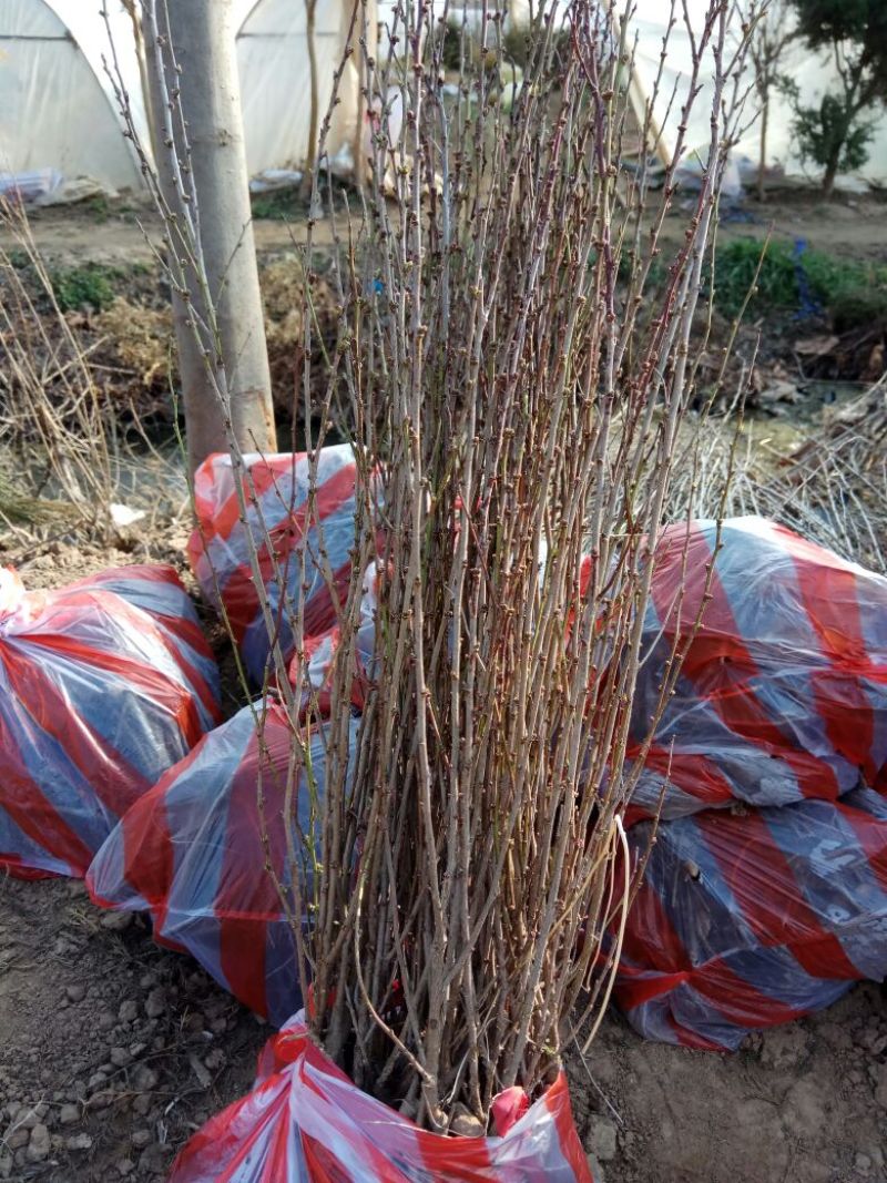 榆叶梅树苗80~100cm