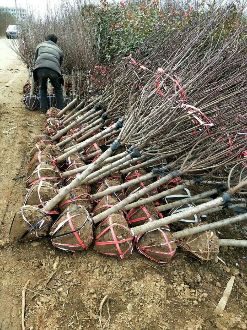 榆叶梅树苗80~100cm