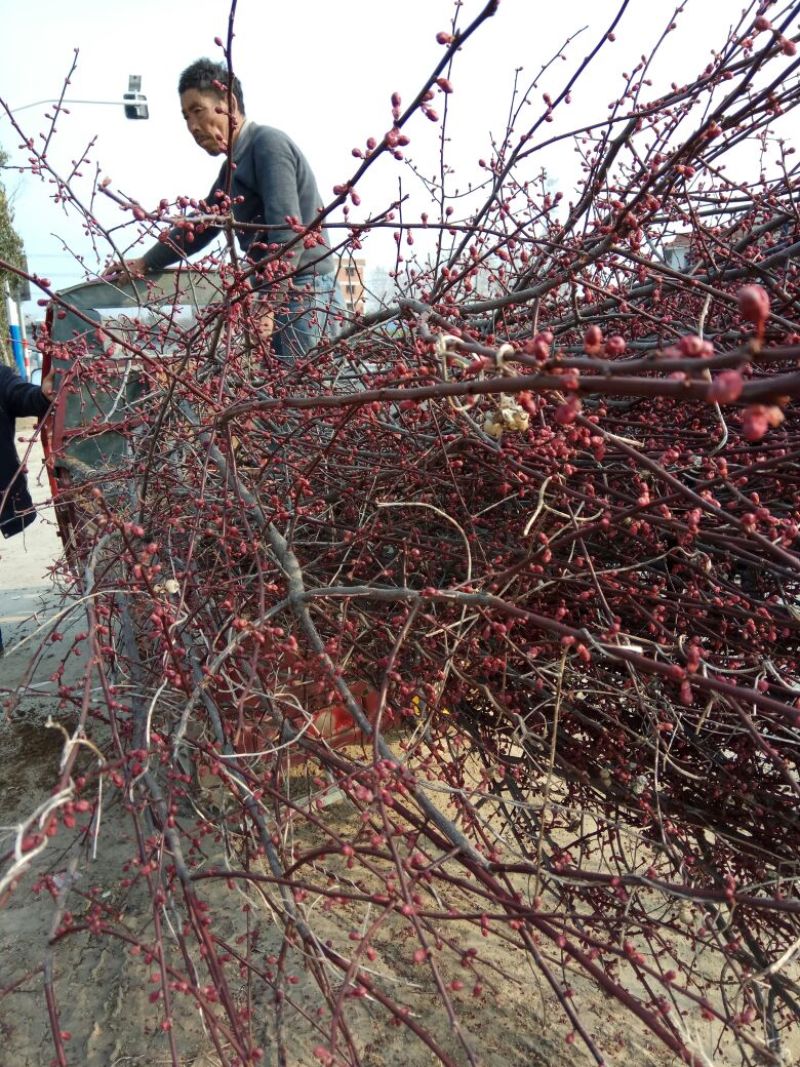 榆叶梅树苗80~100cm