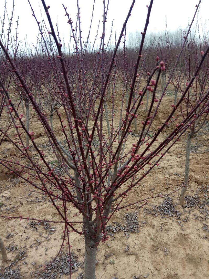 榆叶梅树苗80~100cm