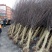 榆叶梅树苗80~100cm