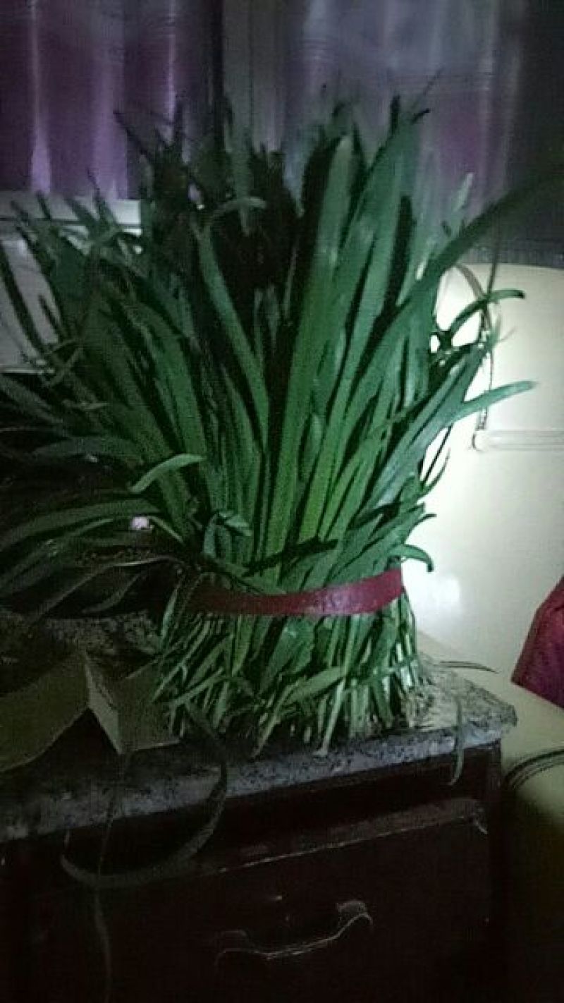 大叶韭菜头茬