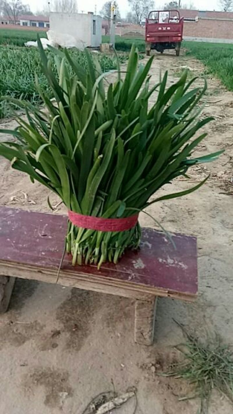 大叶韭菜头茬