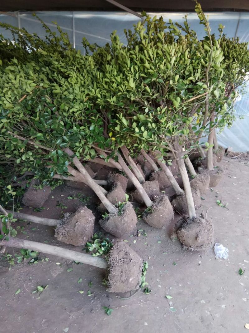 冬青苗10~20cm