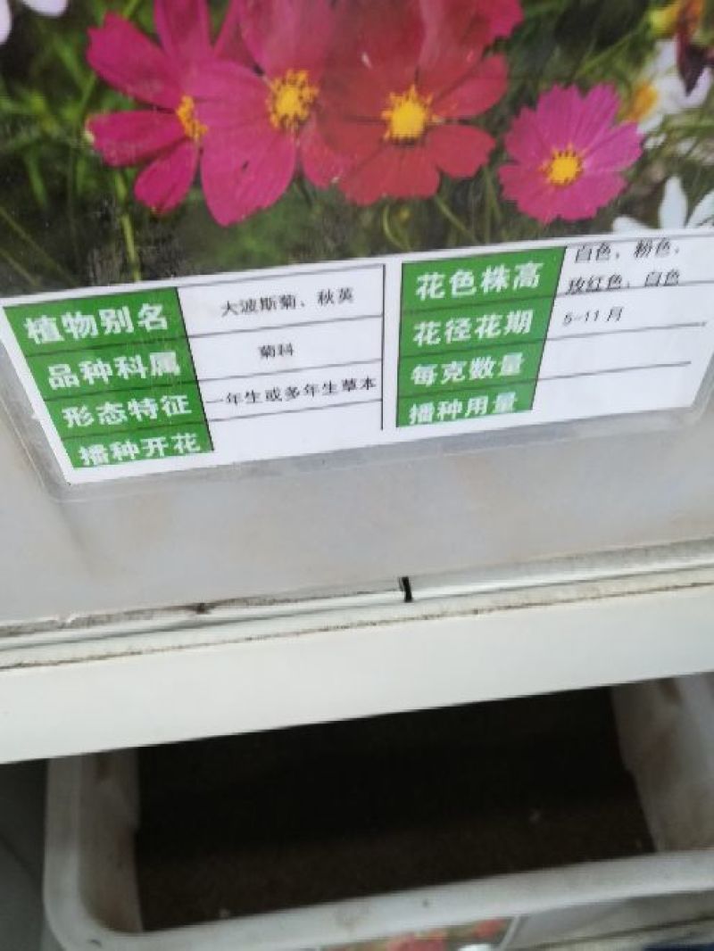 波斯菊花种子