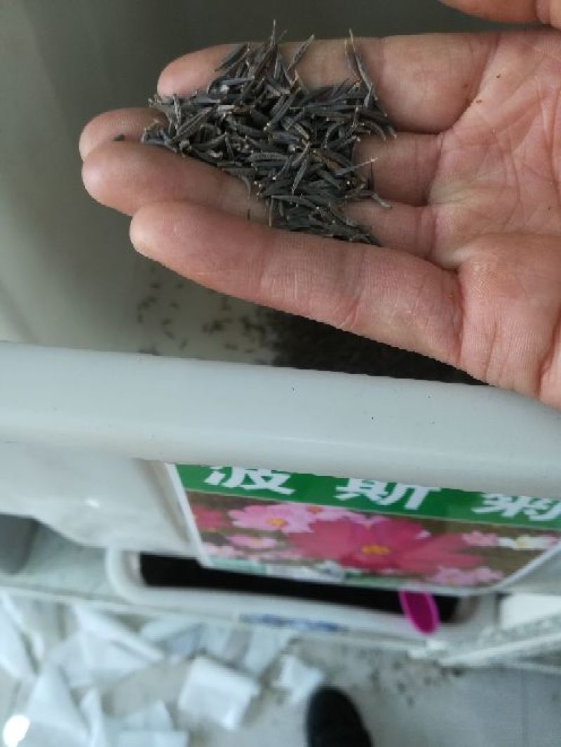波斯菊花种子