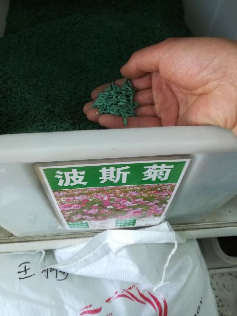 波斯菊花种子