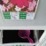 波斯菊花种子