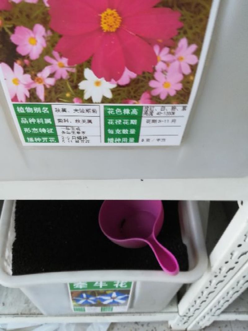 波斯菊花种子