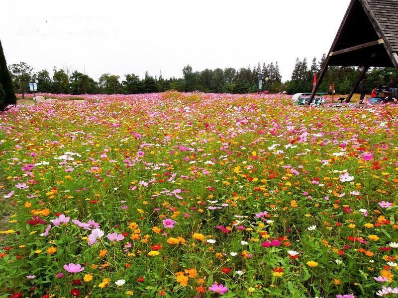 耐寒花种多年生野花组合种子四季开花不断花籽庭院易种活室外