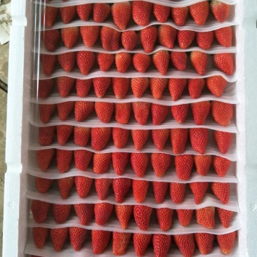 甜宝草莓30~40克