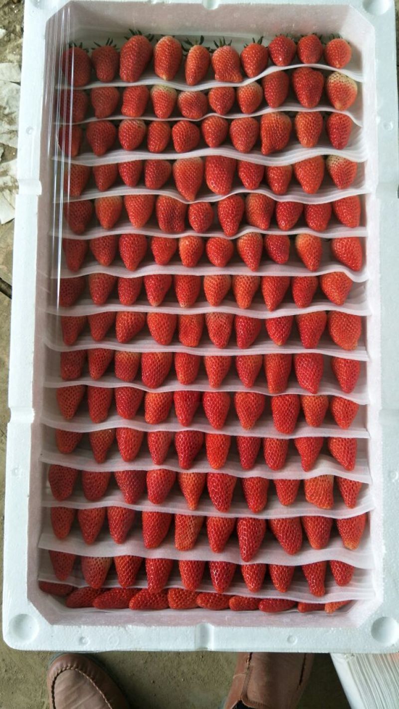 甜宝草莓30~40克