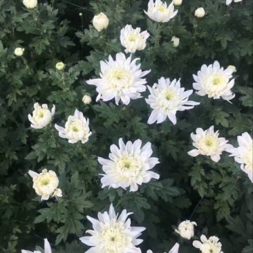 黄山贡菊