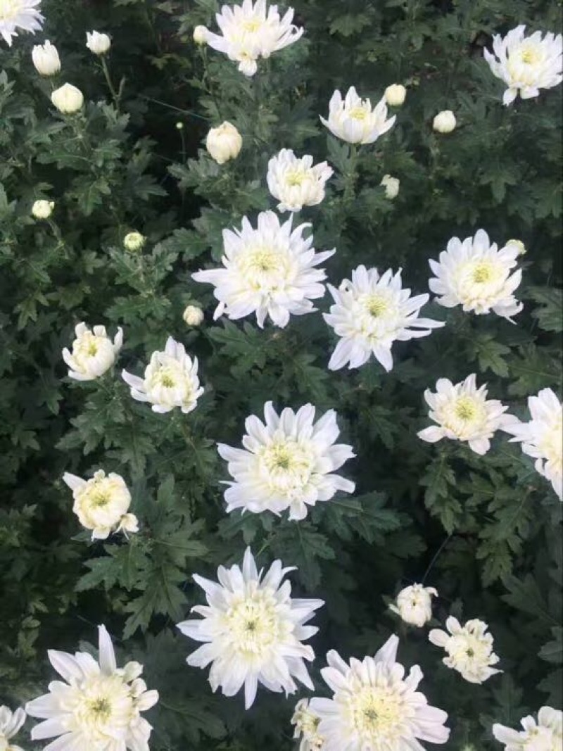 黄山贡菊