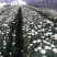 黄山贡菊