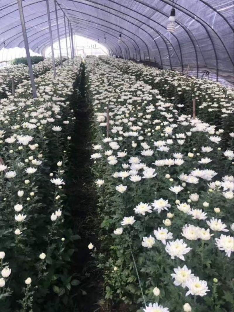 黄山贡菊