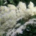 黄山贡菊