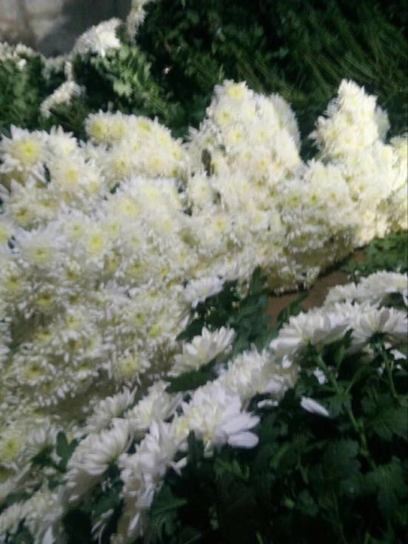 黄山贡菊
