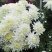 黄山贡菊