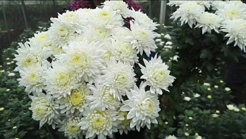 黄山贡菊