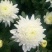 黄山贡菊