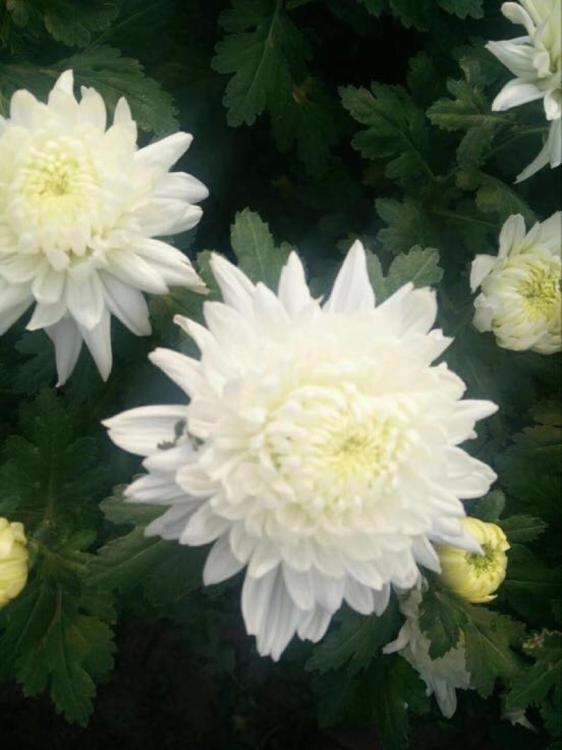 黄山贡菊