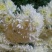 黄山贡菊