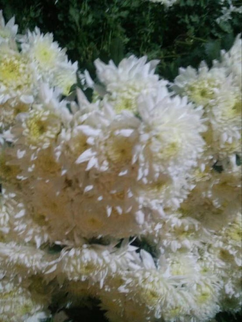 黄山贡菊