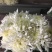 黄山贡菊