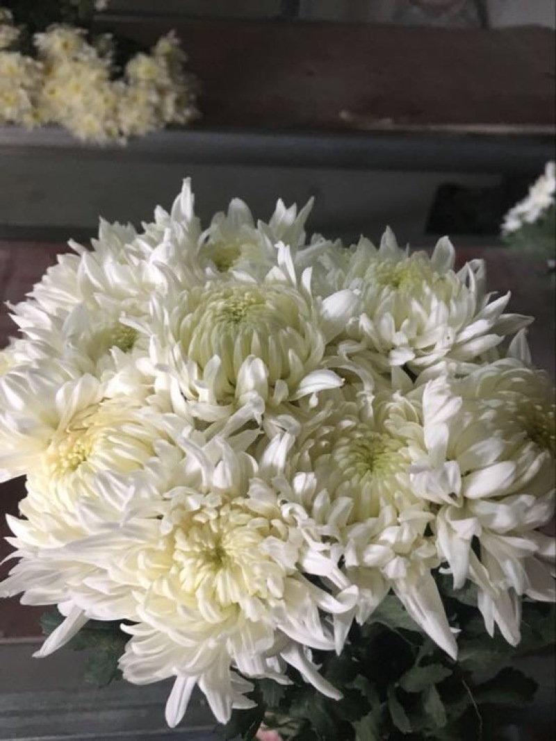黄山贡菊