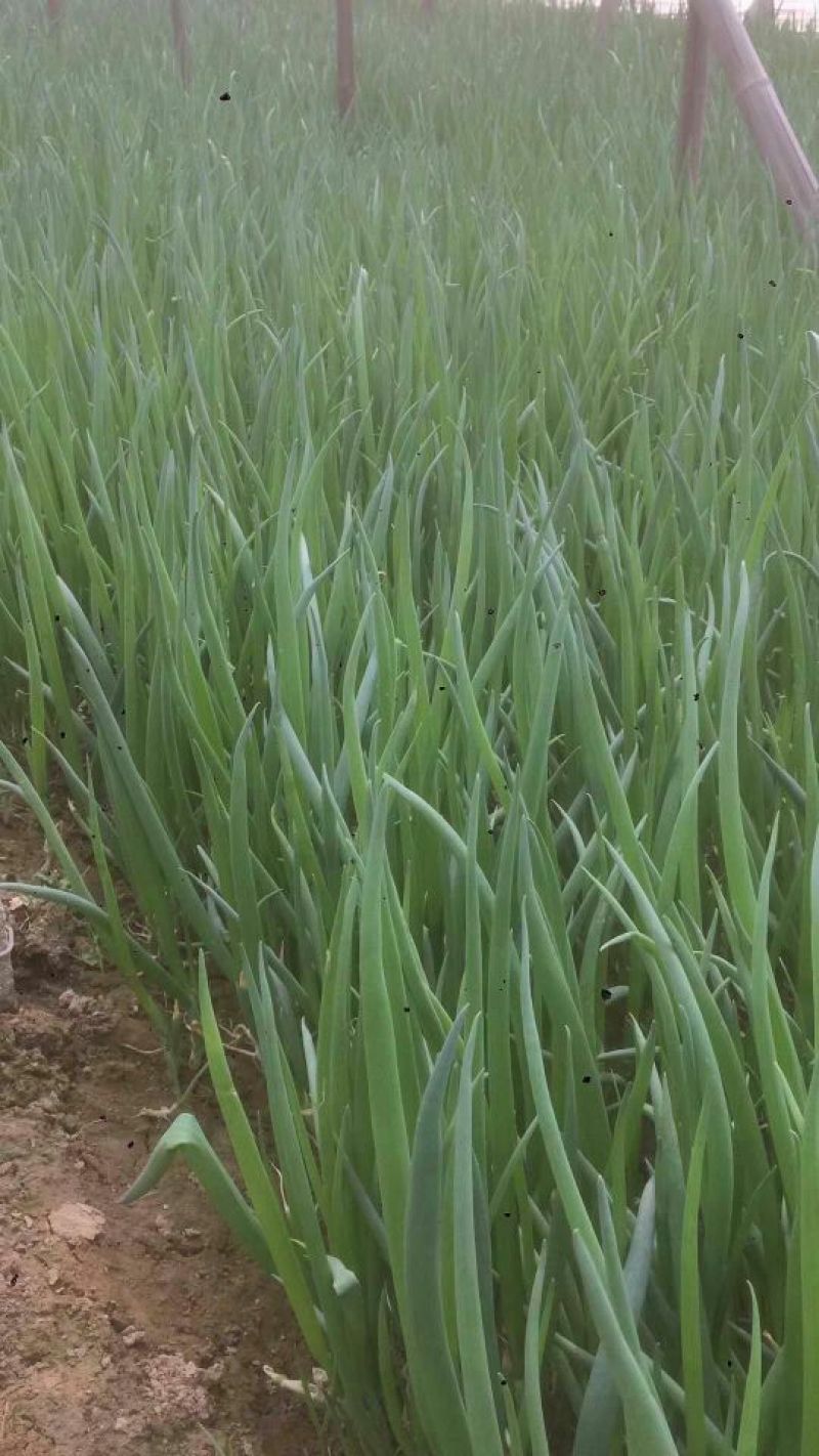四季小葱35~40cm