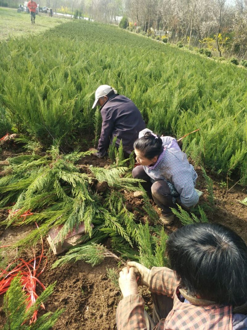 沙地柏高度50公分带土球1.5元！可视频看货选货一亩田
