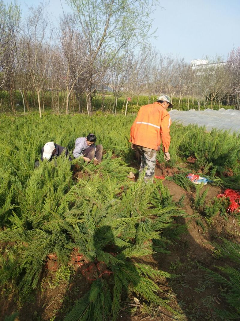 沙地柏高度50公分带土球1.5元！可视频看货选货一亩田
