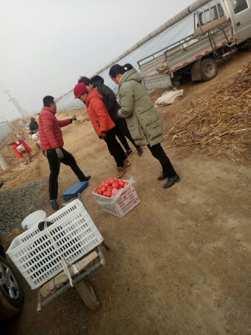 【实力供货】普罗旺斯西红柿弧三以上软粉通货批发电商