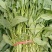 高杆菠菜质量好货源充足，欢迎各位老板光临