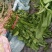 高杆菠菜质量好货源充足，欢迎各位老板光临