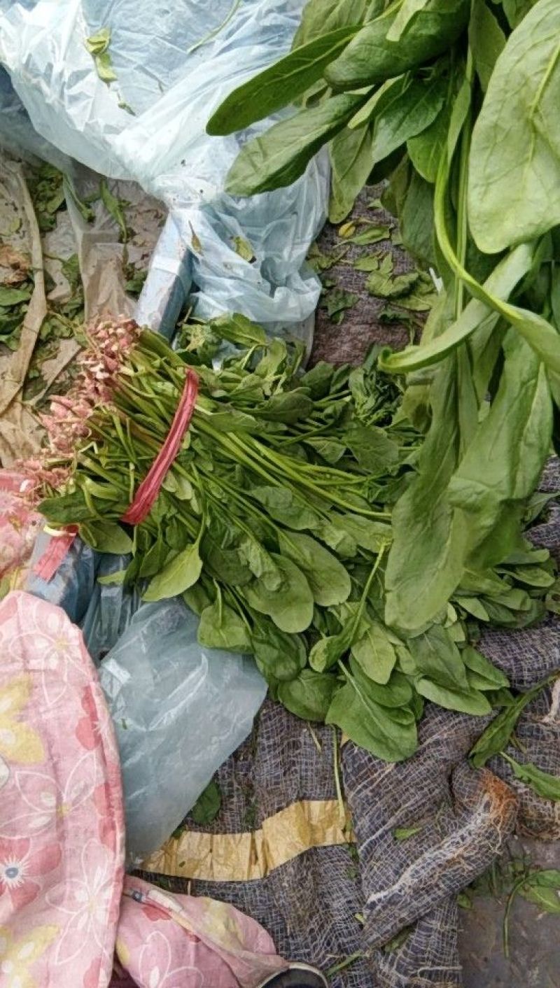 高杆菠菜质量好货源充足，欢迎各位老板光临