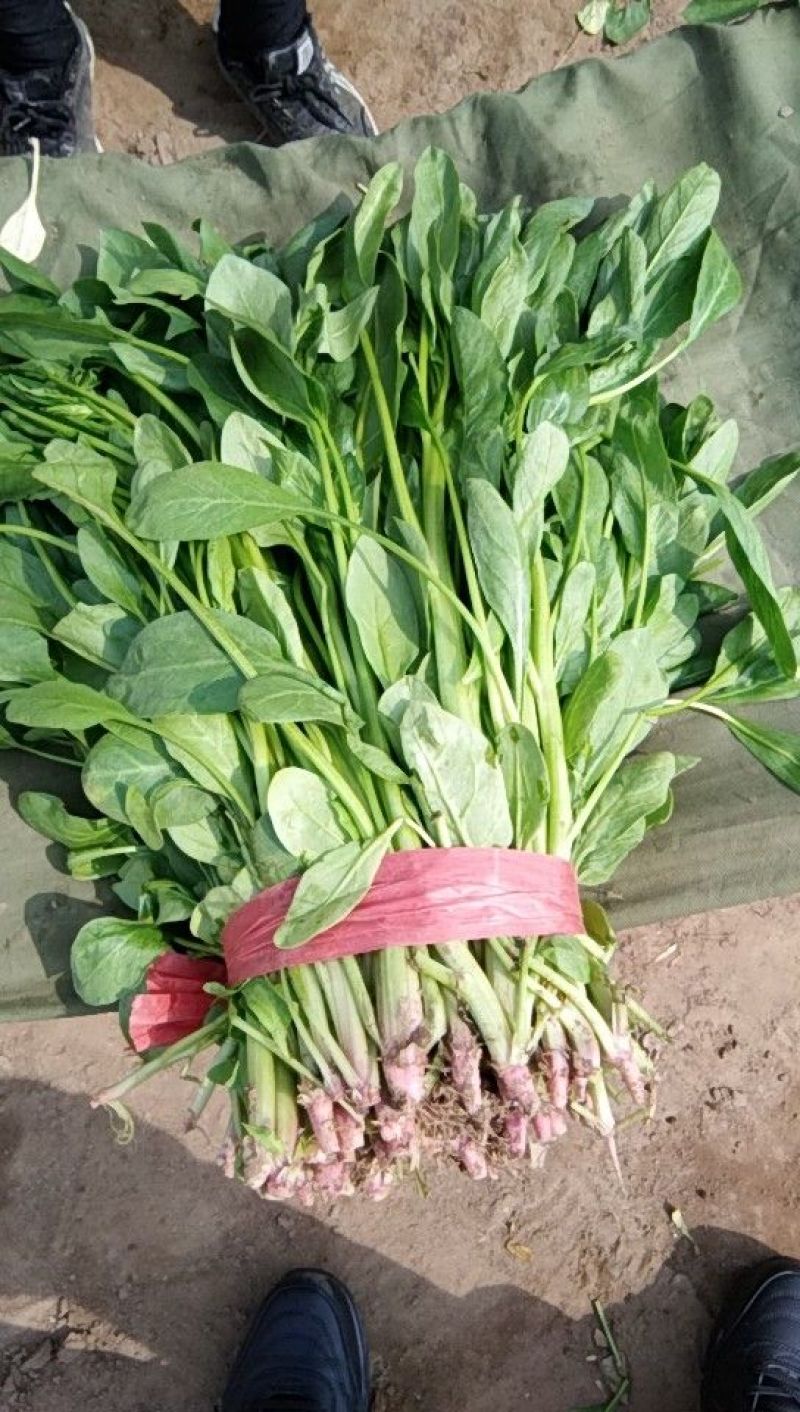 高杆菠菜质量好货源充足，欢迎各位老板光临
