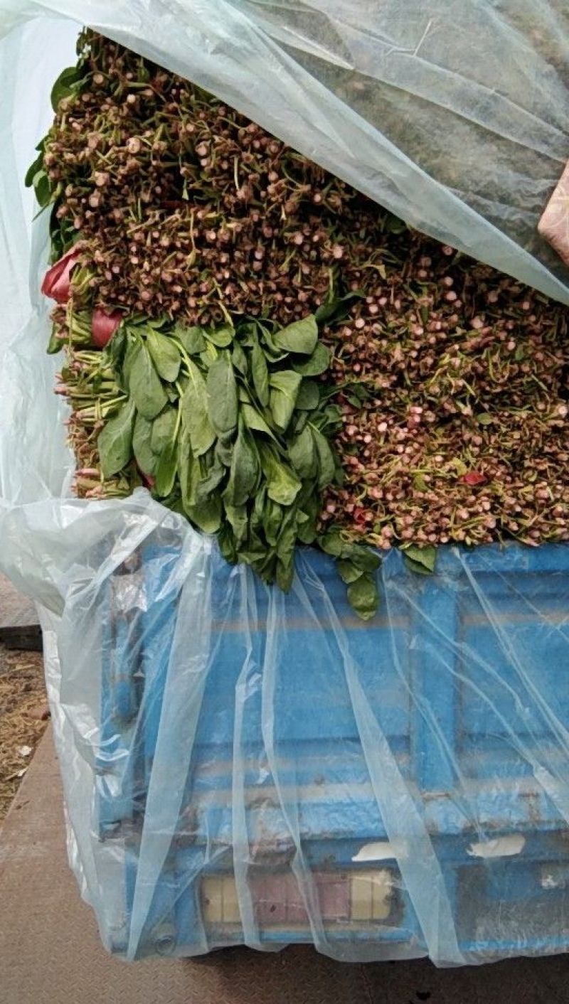 高杆菠菜质量好货源充足，欢迎各位老板光临
