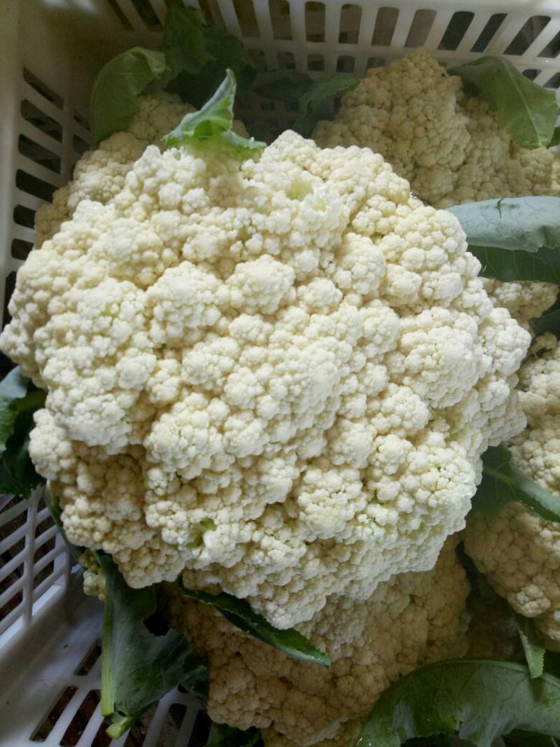 白面青梗松花菜散花2~3斤乳白