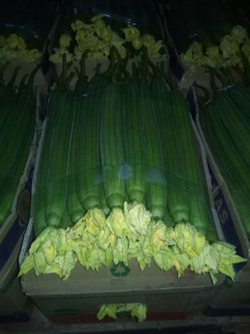 鲜花丝瓜40厘米以上