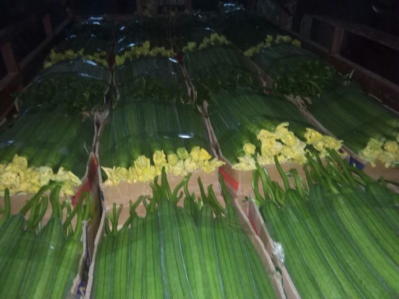 鲜花丝瓜40厘米以上