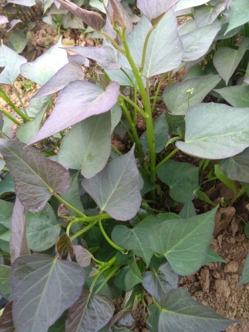 红薯苗大量预定豫薯13号红薯苗，高产高淀粉