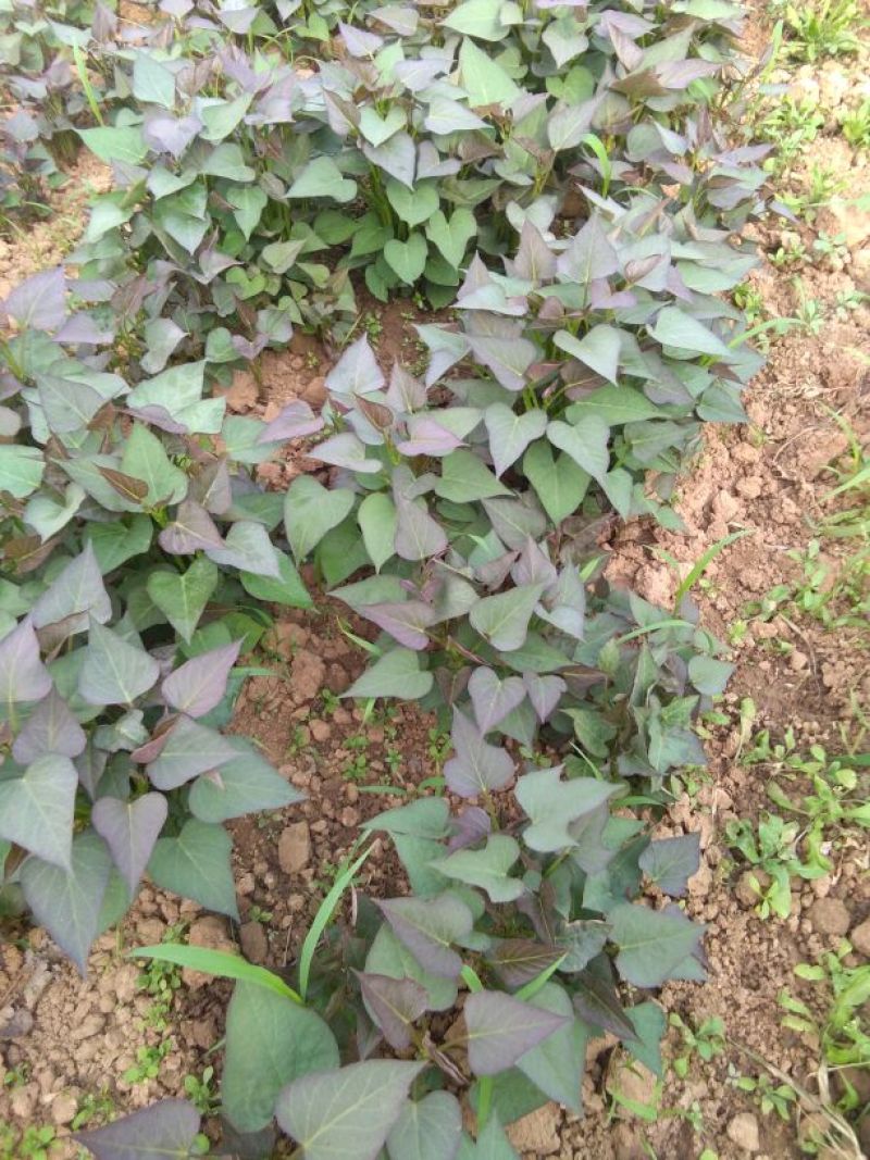 红薯苗大量预定豫薯13号红薯苗，高产高淀粉