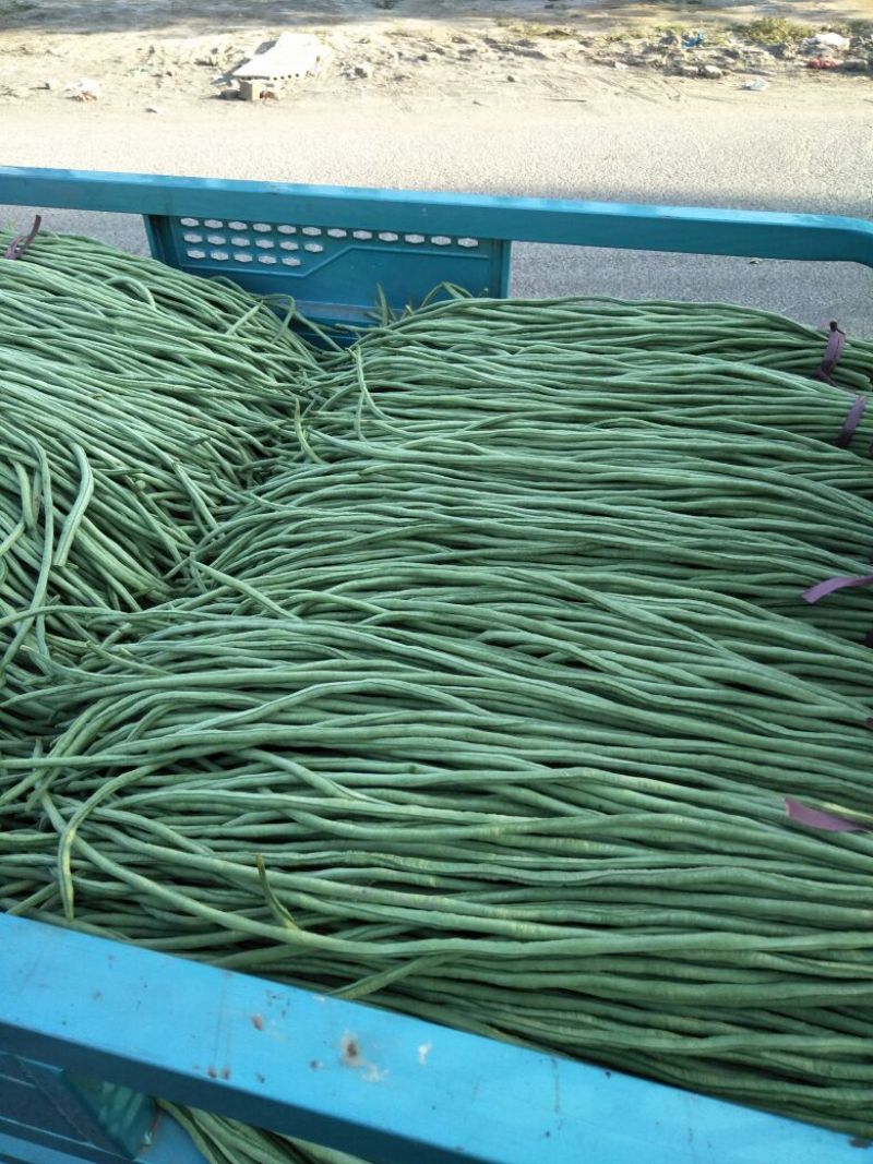 长豆角80厘米以上