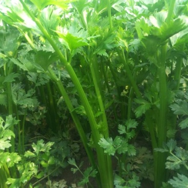 西芹50cm以上