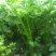 西芹50cm以上